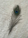 Large Sensory Peacock Feather - 1 piece