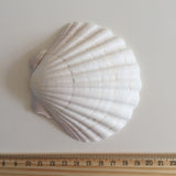 Natural large shells