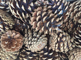 Natural Pine cone - 1 piece