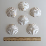 Natural large shells