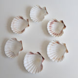 Natural large shells