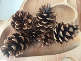 Natural Pine cone - 1 piece