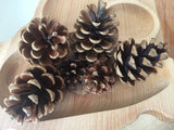 Natural Pine cone - 1 piece