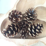 Natural Pine cone - 1 piece
