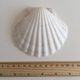 Natural large shells