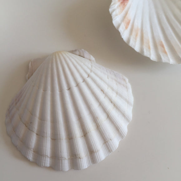 Natural large shells
