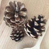 Natural Pine cone - 1 piece